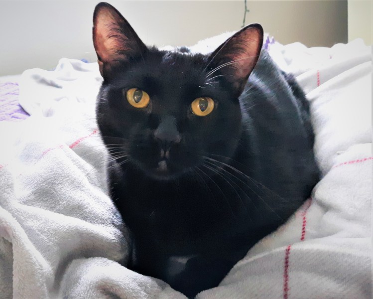 Black cat on the bed