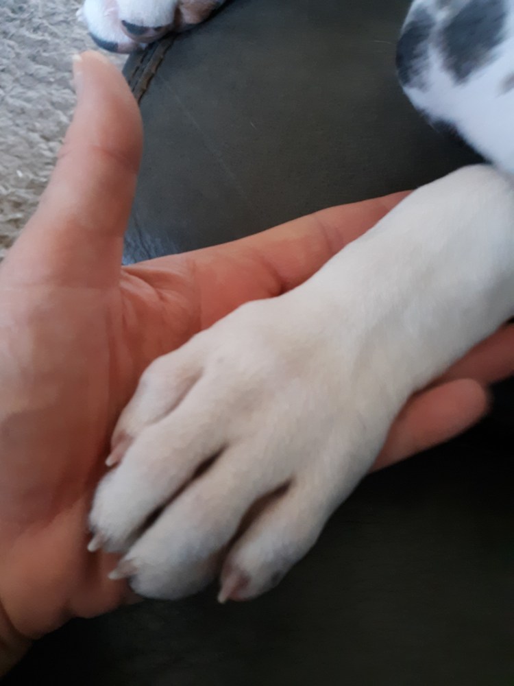 copyright Annie Demoranville/W4DS 2021