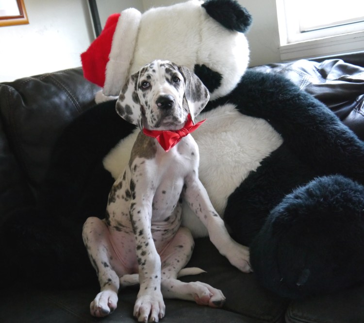 copyright Annie Demoranville/W4DS 2021