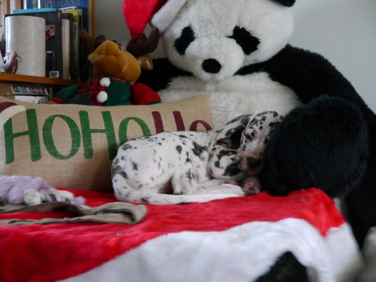 Great Dane puppy sleeping on top of dog crate again stuffed panda in a Santa hat