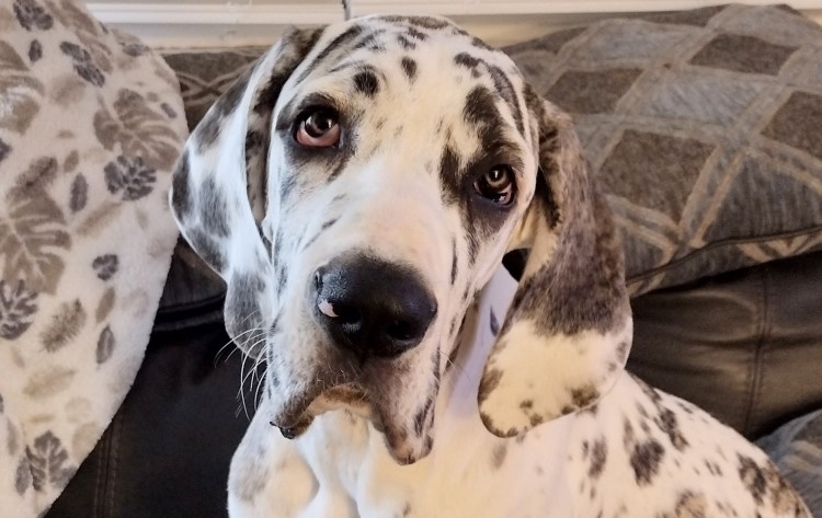 Brindle Harlequin face