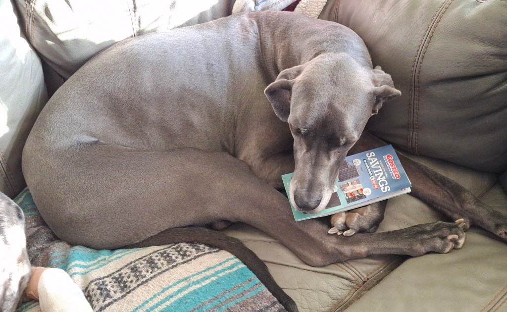 Great Dane looking over the Costco flyer