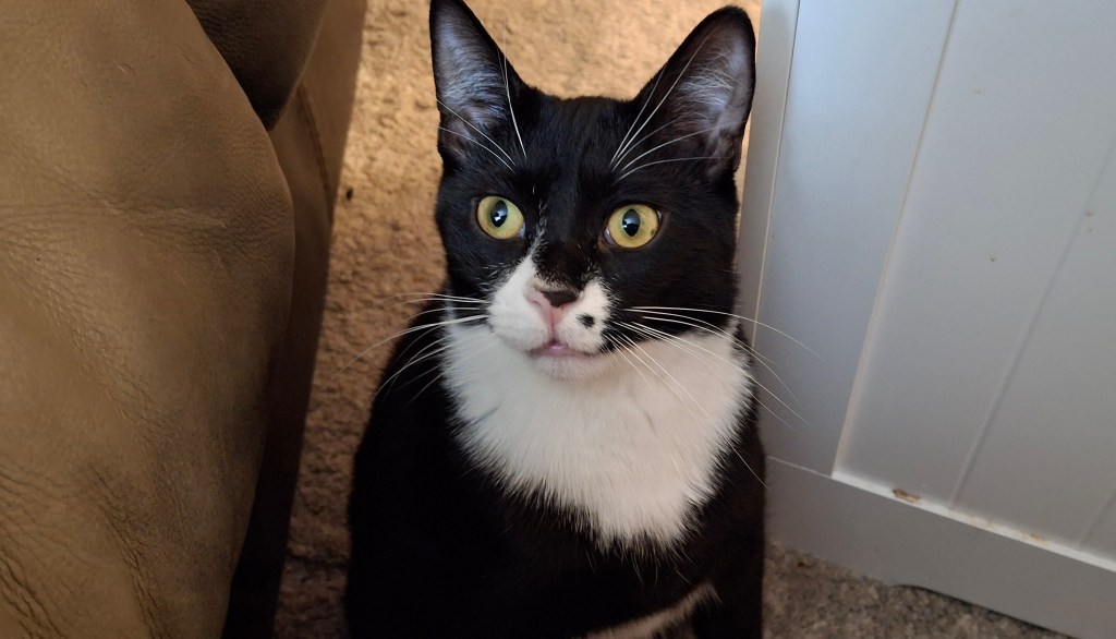 Tuxedo kitten looking pensive