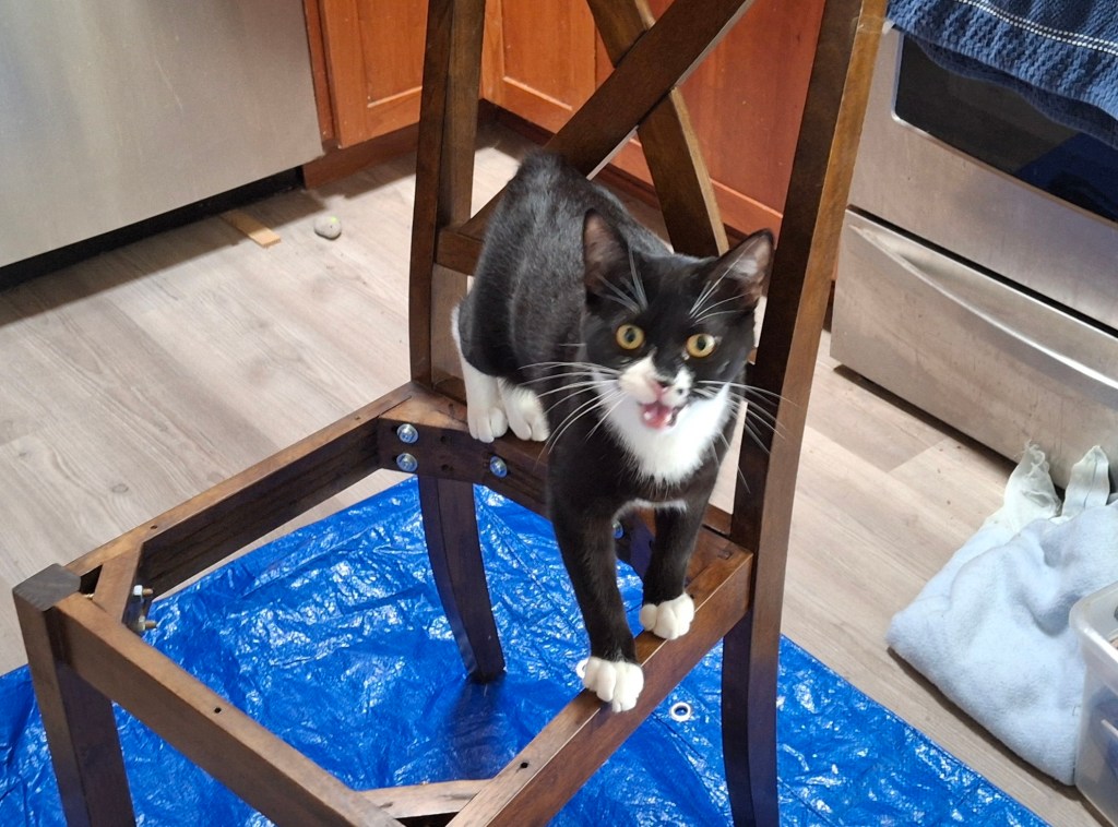 Tuxedo kitten yowling on a chair under construction
