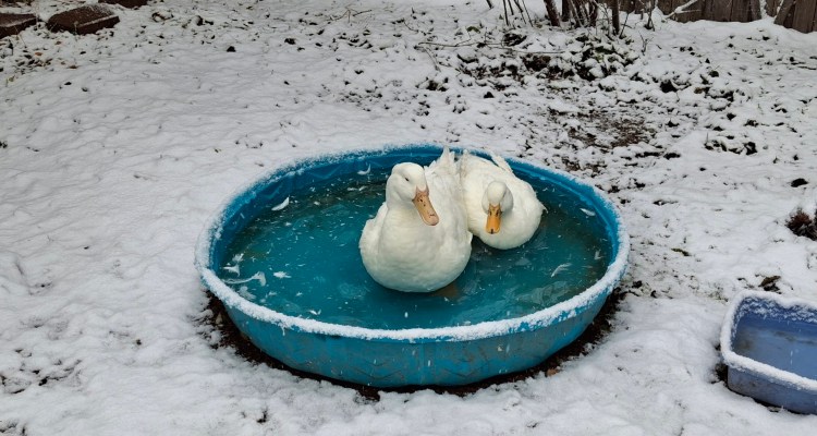White ducks in the pool while it snows