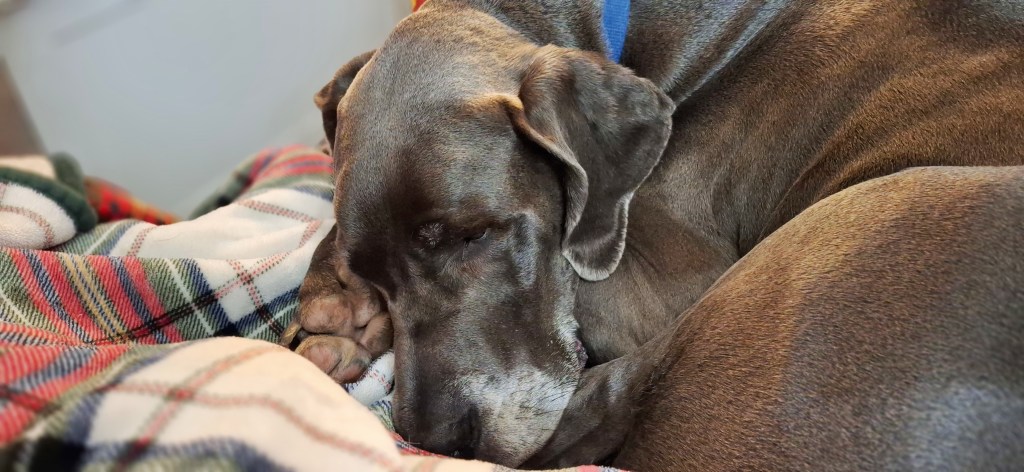 Sleeping Blue Great Dane