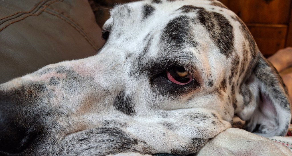 Harlequin Great Dane looking super innoceent