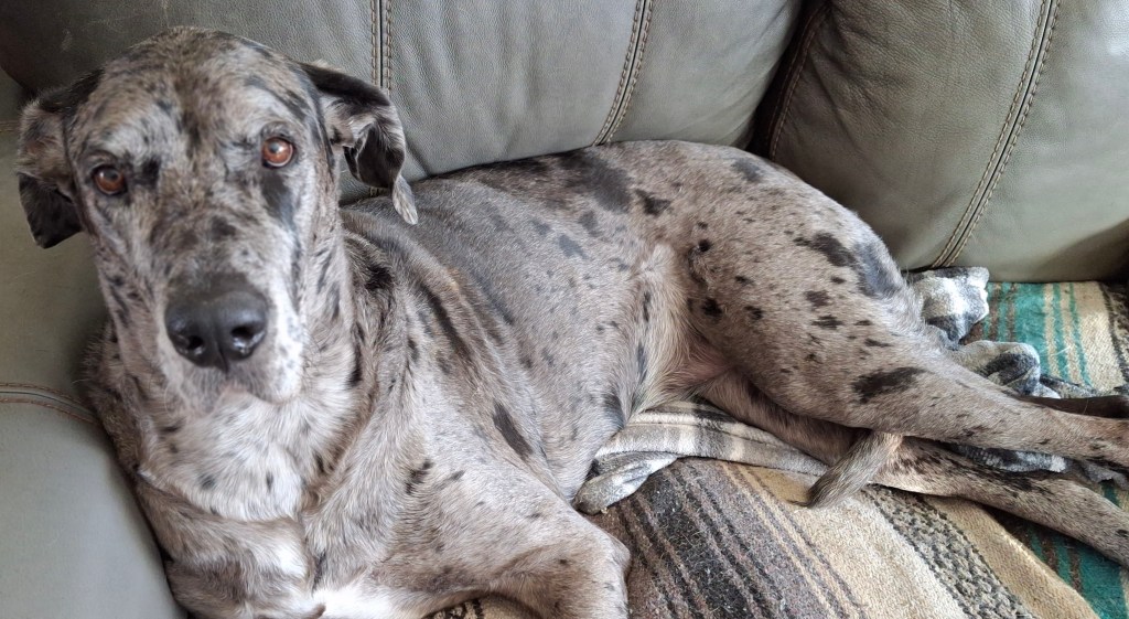 Silver merle Great Dane lounging on the couch