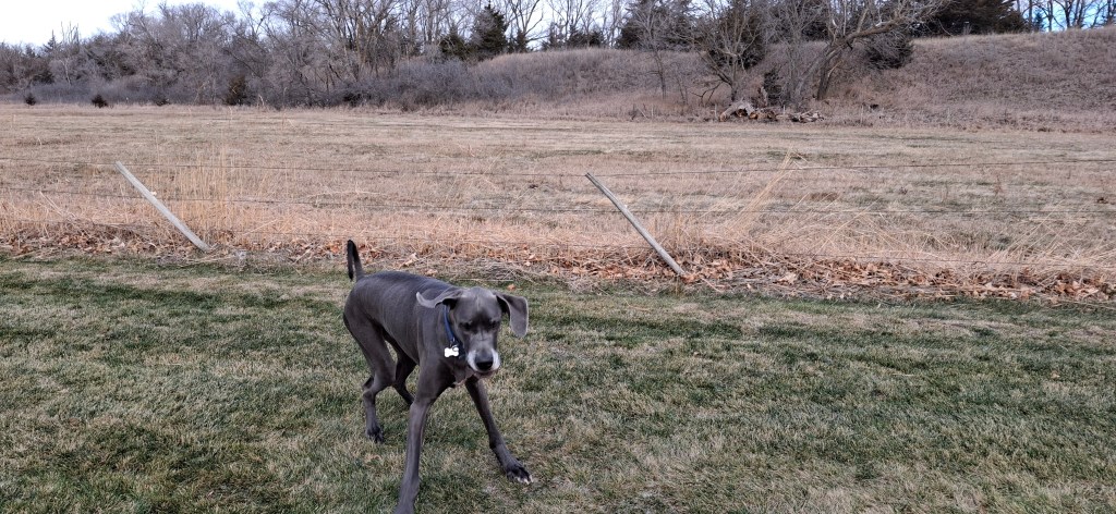 Jasper, blue Great Dane, running through a field