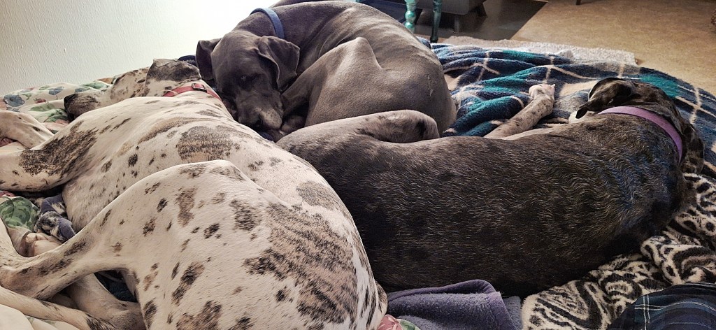 Three Great Danes asleep on a bed