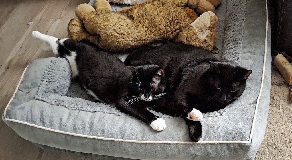 Two black cats sleeping together in a dog bed