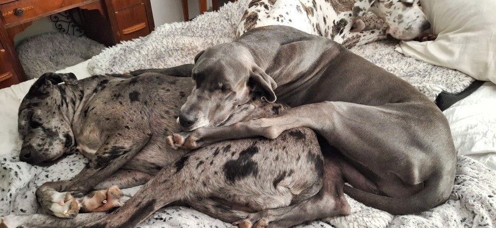Three Great Danes snoozing on a bed