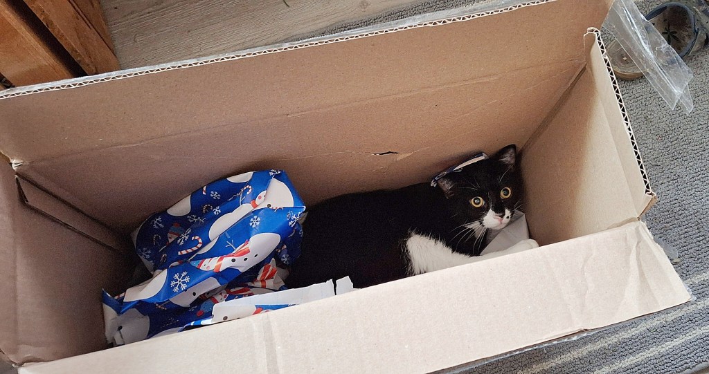 Tuxedo kitty deep in a box with christmas wrapping