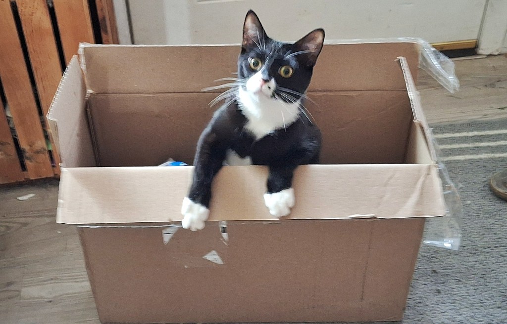Tuxedo coming out of a cardboard box looking disappointed