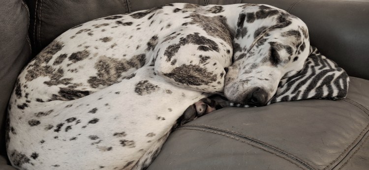 Harlequin Great Dane snoozing on couch