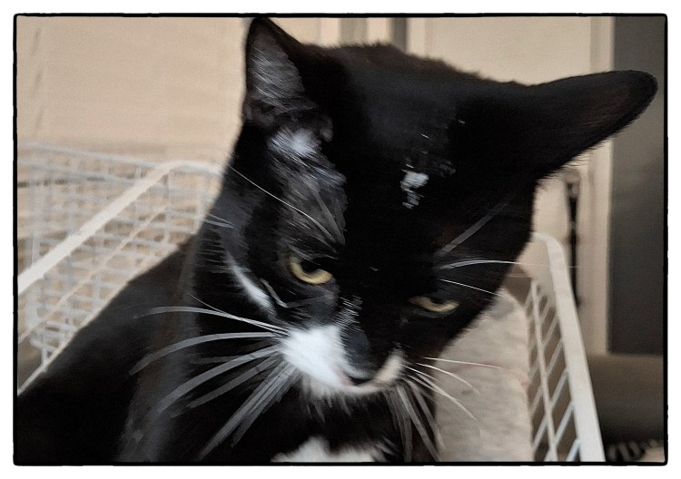 Tuxedo kitten with paint on forehead