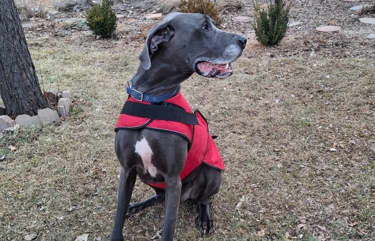 Blue Great Dane in his swanky new red jacket