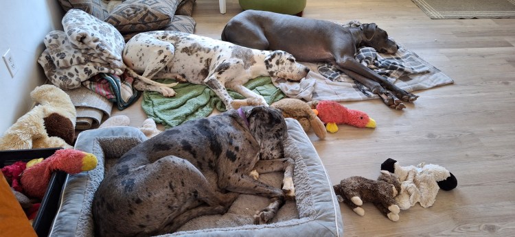 Three Great Danes reluctantly sleeping on the floor