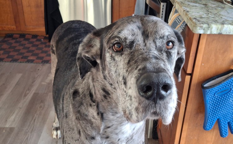 Merle Great Dane looking sad