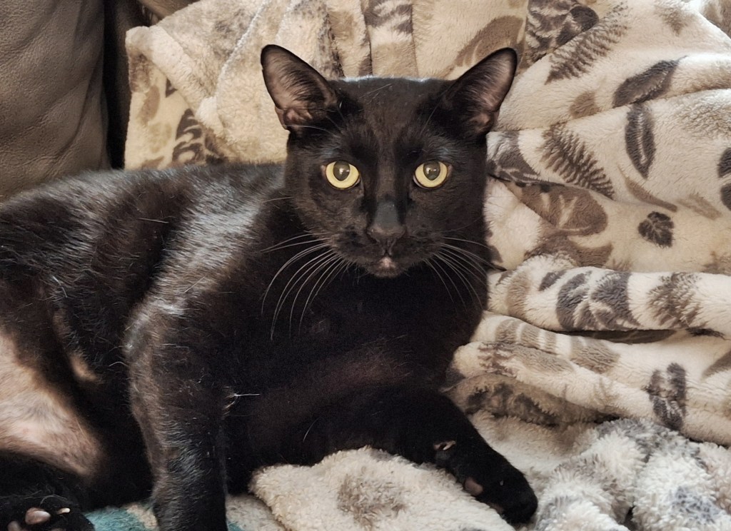 Black house panther (cat) lounching on a blanket