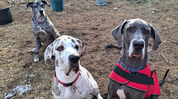 Three Great Danes sitting pretty for the camera