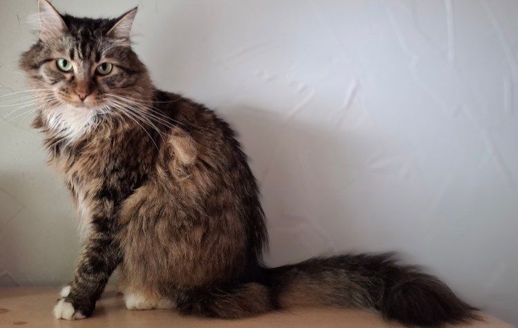 Maine Coon Tabby staring you down