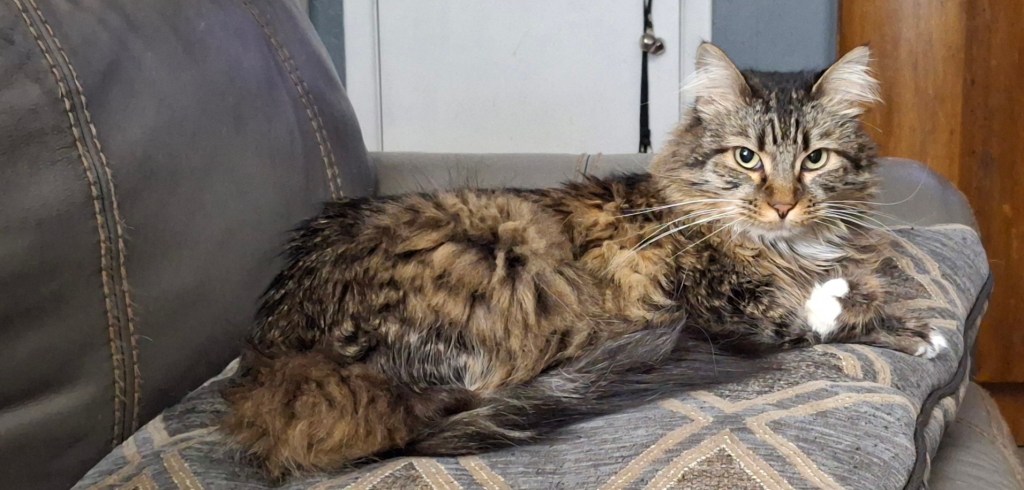 Maine Coon/Tabby lounging on the couch giving a tough kitty stare