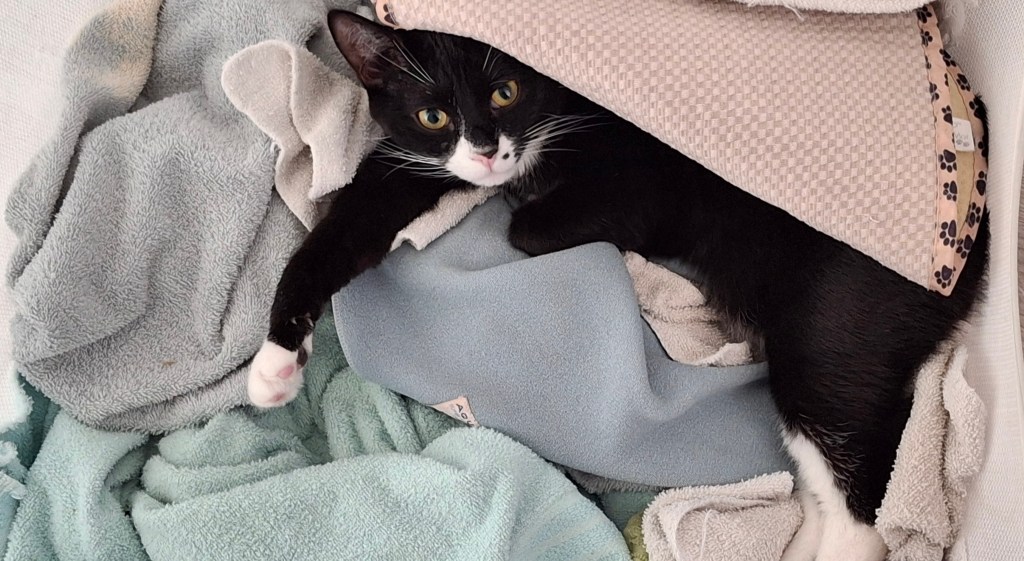 Tuxedo kitten in laundry basket