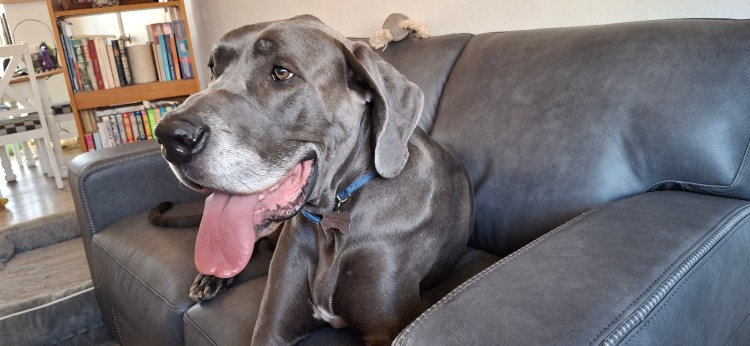 Blue Great Dane very content on new gray couch