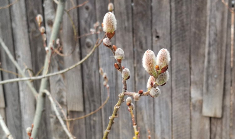 Pussy willow buds against a wood fence