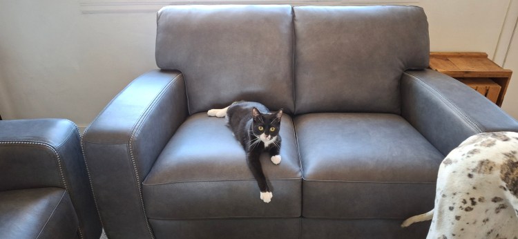 Tuxedo kitten claiming new gray leather couch