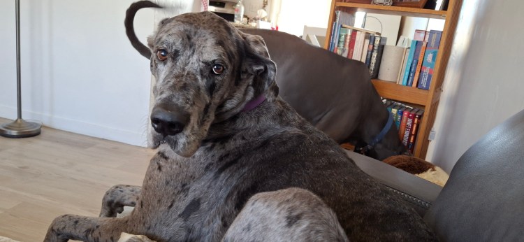 Silver merle Great Dane giving side eye on the new couch