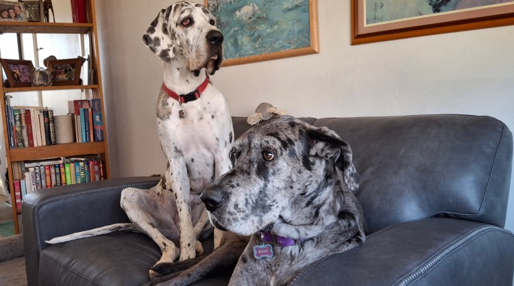 Harlequin and Merle Great Danes sharing couch