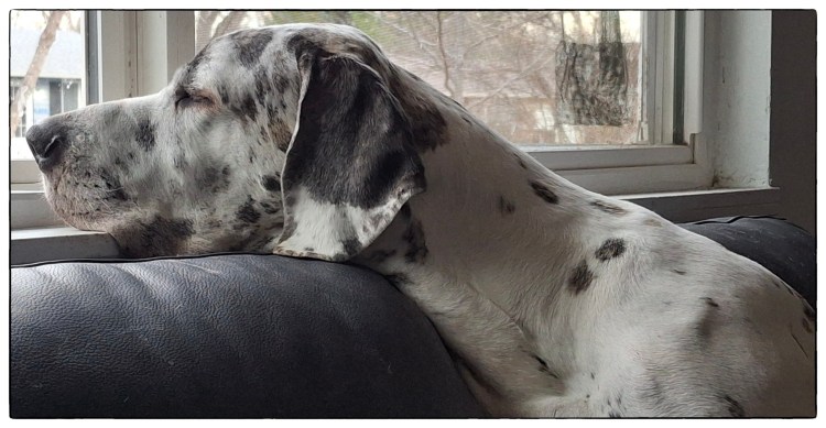 Harelquin Dane snoozing on the window sill