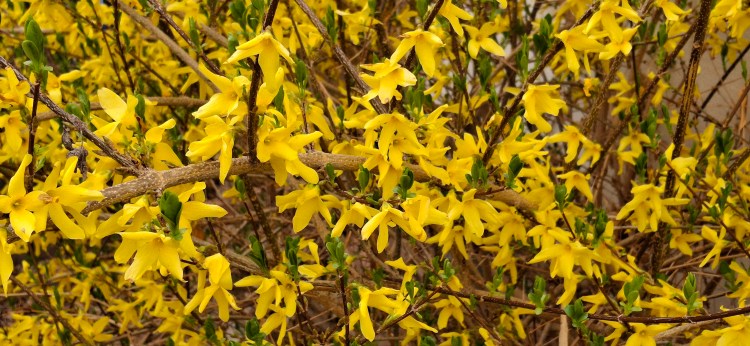 forsythia