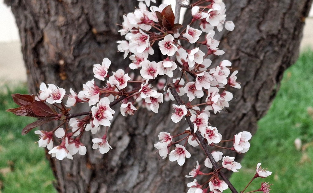 Plum blossoms agains dark tree trunk
