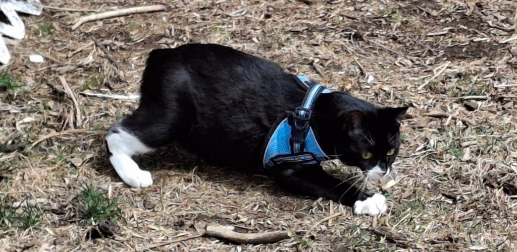 Tuxedo kitten in a blue harness 