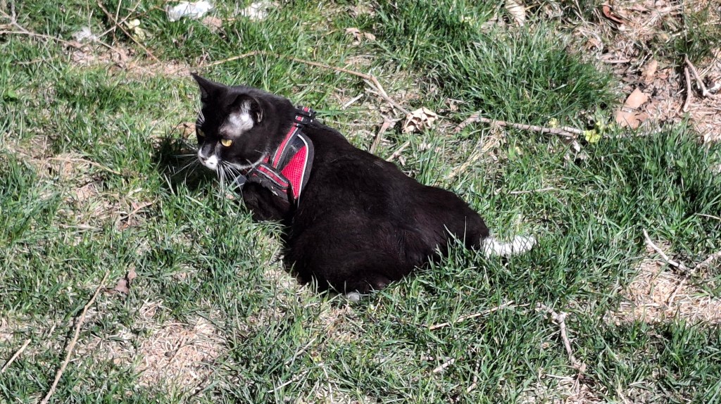 Tuxedo kitten lounging in the grass