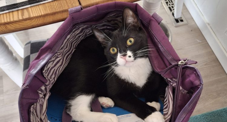 tuxedo kitten in a purple bag