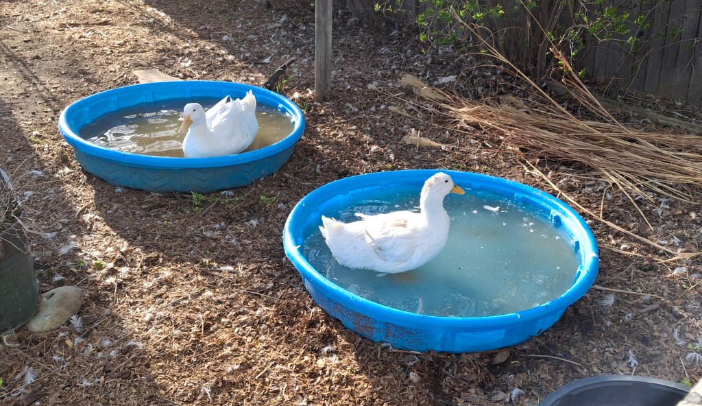 White ducks in blue pools
