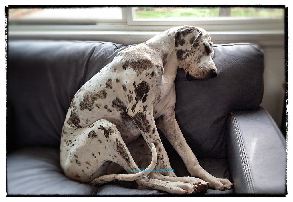 Harlequin Dane sleeping upright on the couch