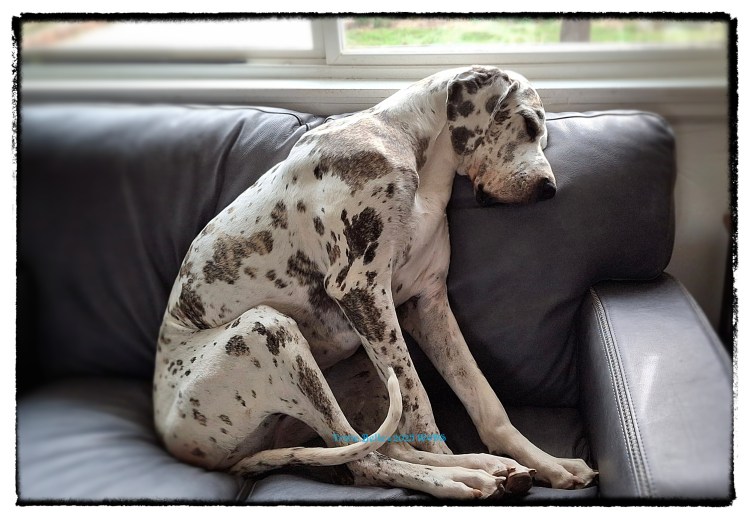 Trixie sleeping upright on the couch