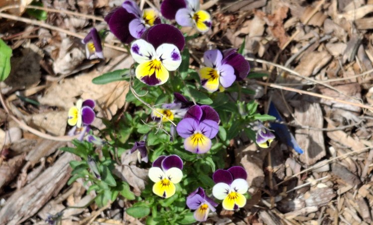 purple and yellow violas