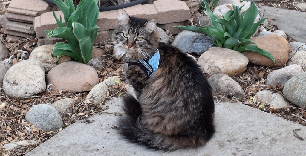 Fluffy tabby in a blue harness
