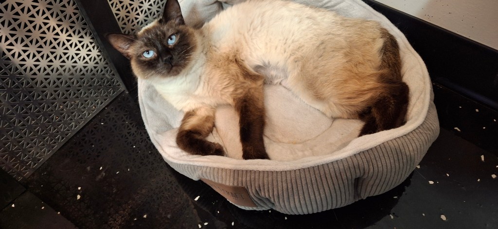 Siamese cat in a cat bed