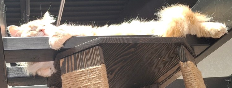 Long hair orange tabby sleeping in tree house