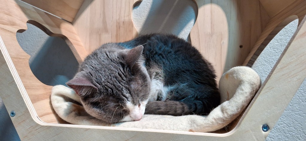 Older grey and white short hair sleeping in cat tree