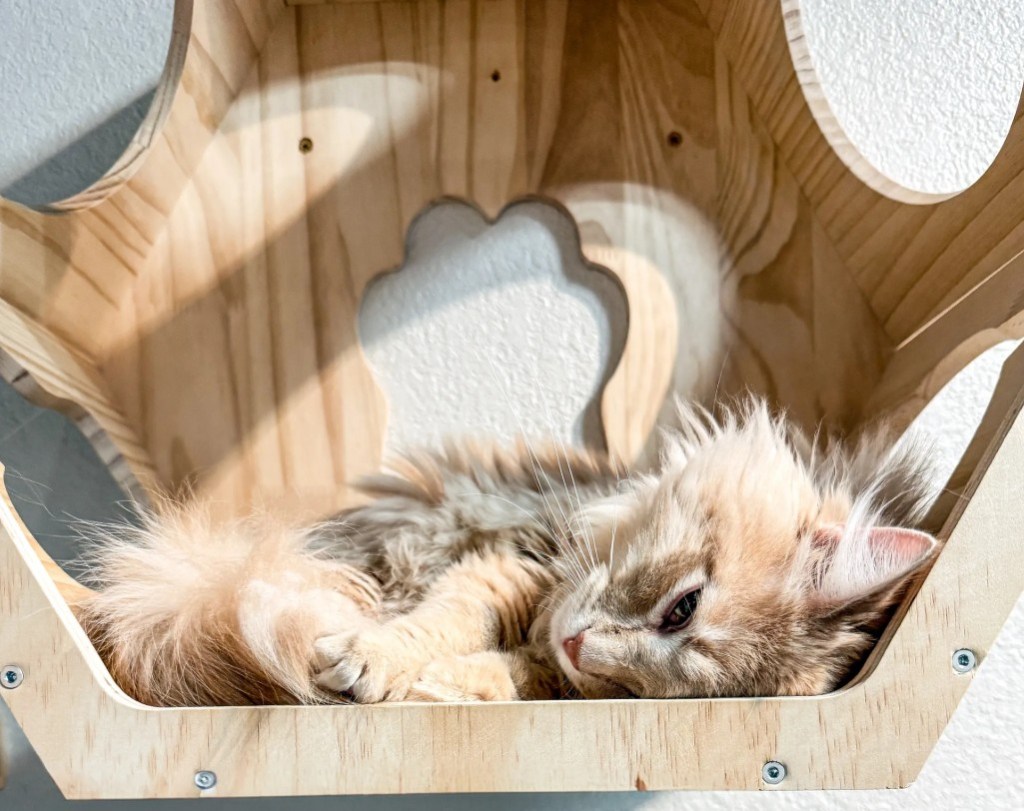 Long haired orange tabby being cute