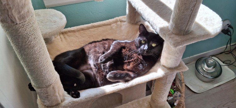 Black cat in a cat tree swing