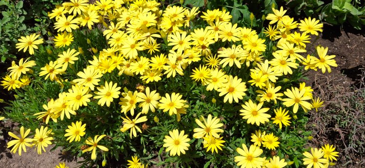Yellow Daisy garden grouping